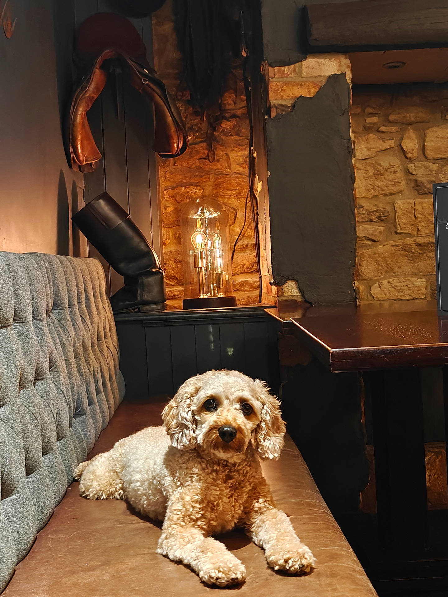 Coco joined the competition — help win amazing prizes! bench, brown, calm, cozy, curled_paws, curly_fur, decor, dog, furniture, indoor, lamp, leather, pet, quiet, relaxed, seated, stone_wall, vintage_boots, warm_lighting, wooden_table