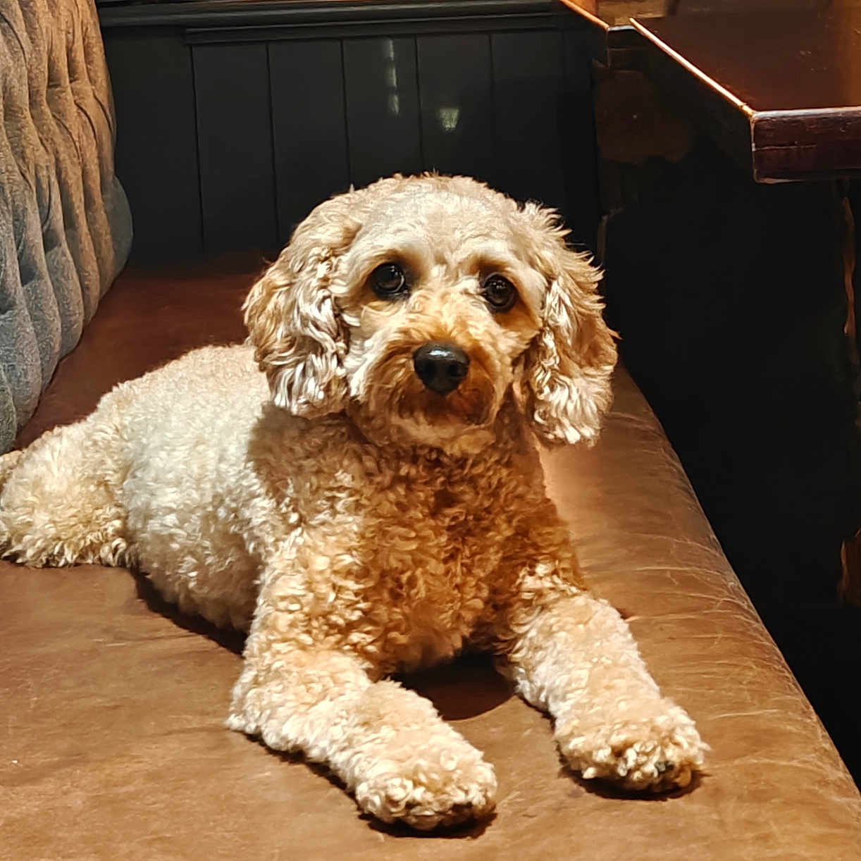 Coco joined the competition — help win amazing prizes! animal, bench, brown_bench, canine, companion, cozy, curled_ears, curly_fur, cute, dog, domestic_animal, fur, furniture, indoor, looking_at_camera, mammal, pet, portrait, puppy, resting