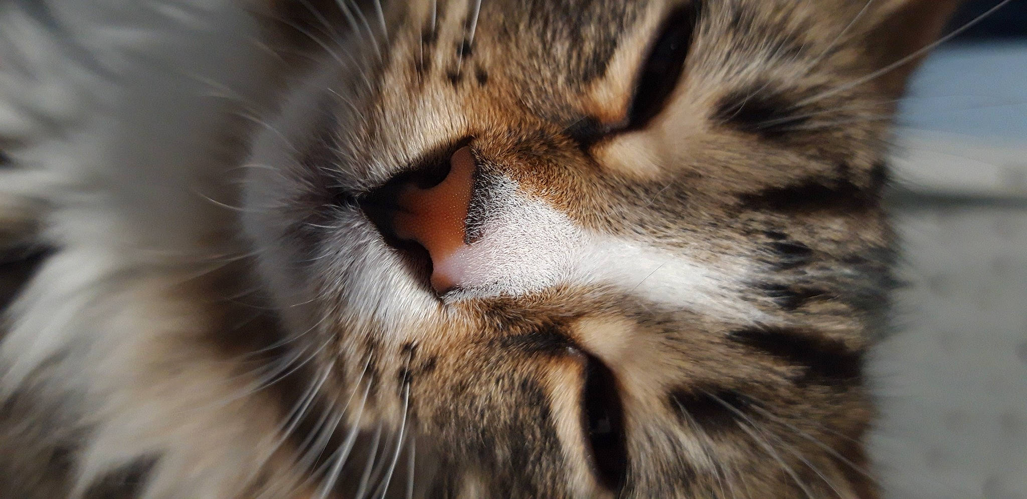 Katniss a rejoint le concours — aidez-le/la à gagner de superbes lots ! carnivore, cat, close_up, domestic_short_haired_cat, felidae, fur, grass, iris, macro_photography, natural_material, paw, small_to_medium_sized_cats, snout, terrestrial_animal, tree, whiskers, wildlife