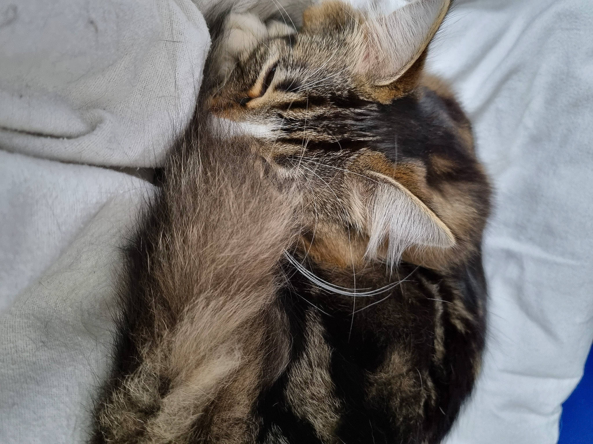 Katniss a rejoint le concours — aidez-le/la à gagner de superbes lots ! carnivore, cat, claw, comfort, domestic_short_haired_cat, ear, felidae, fur, grey, liver, nap, paw, sleep, small_to_medium_sized_cats, snout, tail, terrestrial_animal, whiskers, wildlife