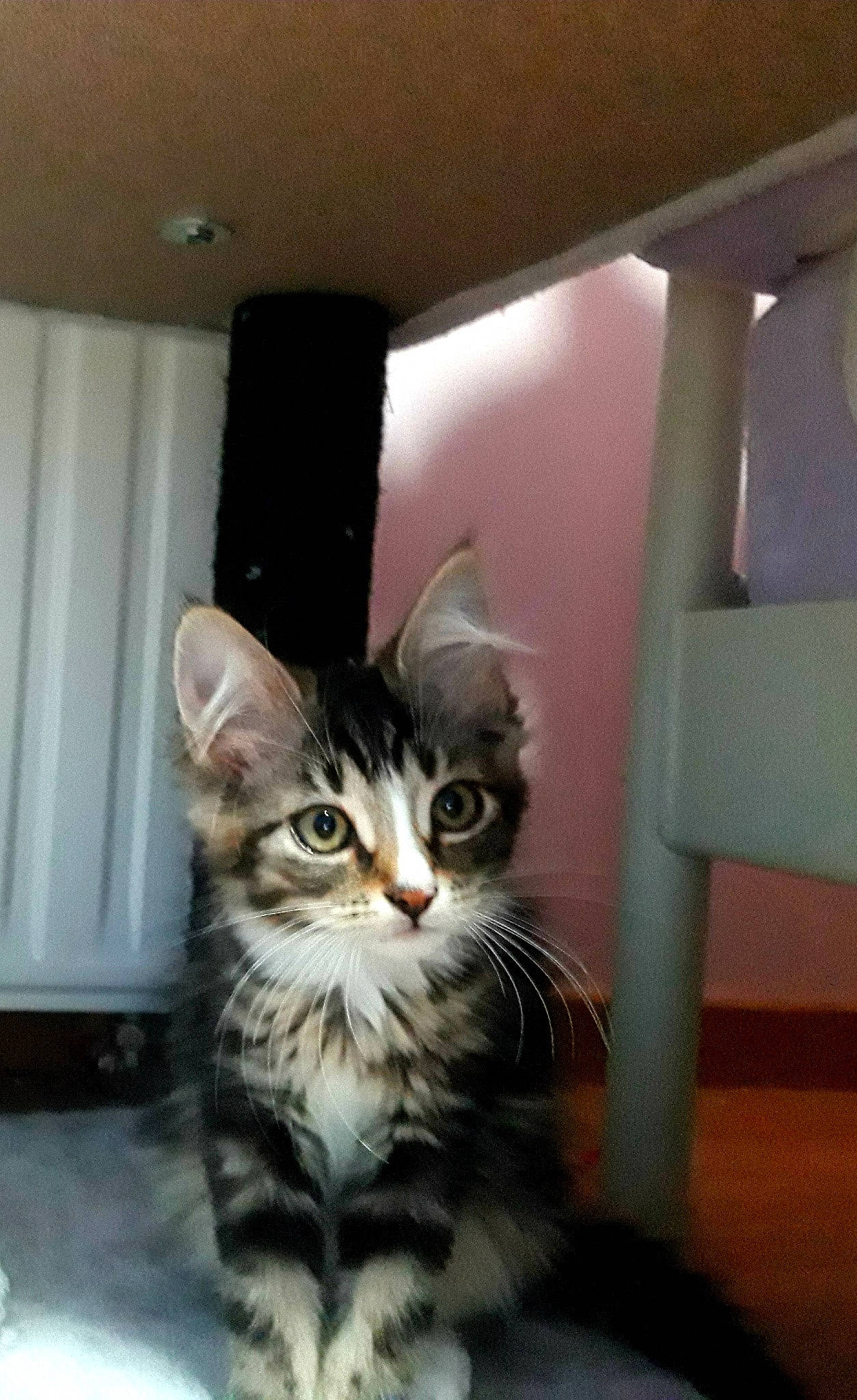 Katniss participe au concours pour gagner de l'argent avec cette photo : carnivore, cat, claw, curtain, domestic_short_haired_cat, door, felidae, flooring, fur, hardwood, paw, room, sitting, small_to_medium_sized_cats, snout, tail, terrestrial_animal, whiskers, wood