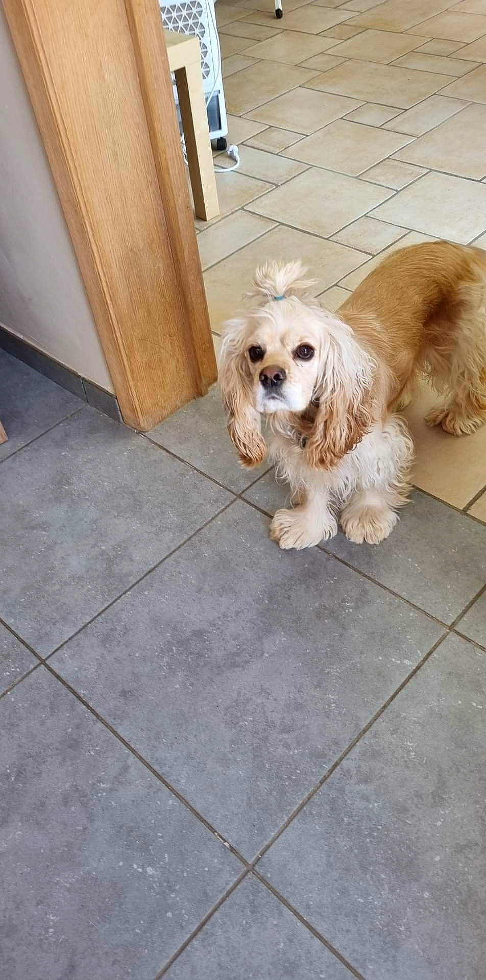 Roxy a rejoint le concours — aidez-le/la à gagner de superbes lots ! canidae, carnivore, companion_dog, dog, dog_breed, dog_collar, dog_supply, door, fawn, floor, flooring, fur, hardwood, road_surface, small_terrier, snout, terrier, toy_dog, wood, working_animal