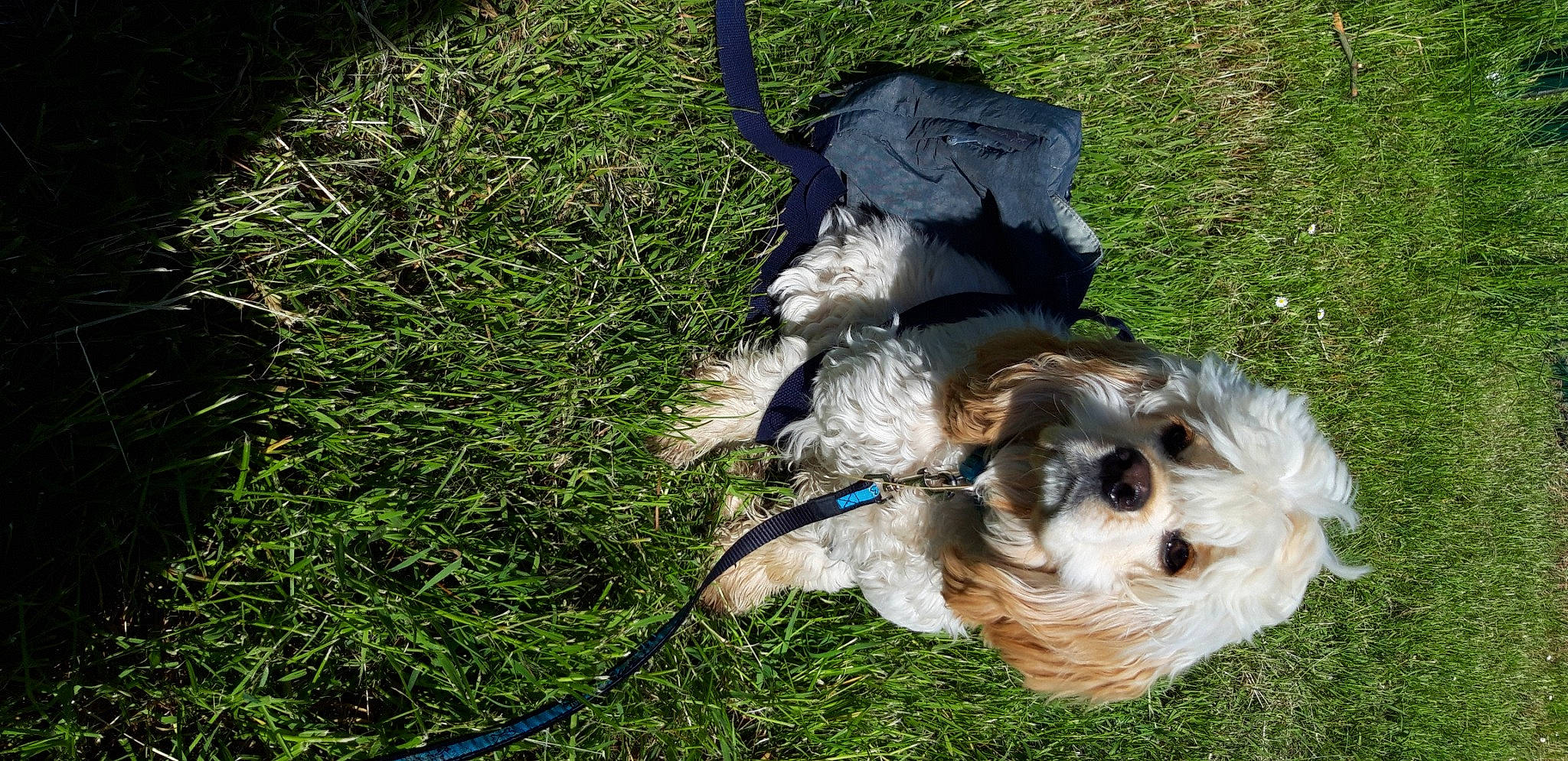 Roxy a rejoint le concours — aidez-le/la à gagner de superbes lots ! canidae, carnivore, collar, companion_dog, dog, dog_breed, dog_collar, dog_supply, fawn, fur, grass, leash, pet_supply, small_terrier, snout, sporting_group, tail, terrier, toy_dog, working_animal