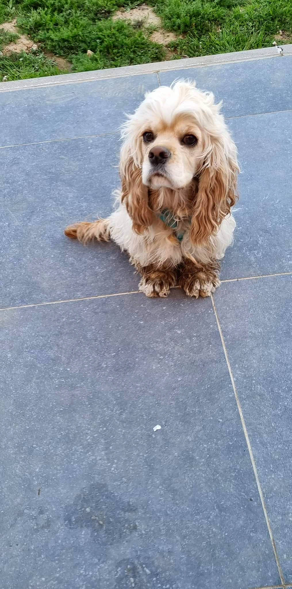 Roxy a rejoint le concours — aidez-le/la à gagner de superbes lots ! asphalt, canidae, carnivore, companion_dog, dog, dog_breed, dog_collar, dog_supply, flooring, fur, grass, road_surface, sidewalk, small_terrier, snout, sporting_group, terrier, toy_dog, water_dog, wood