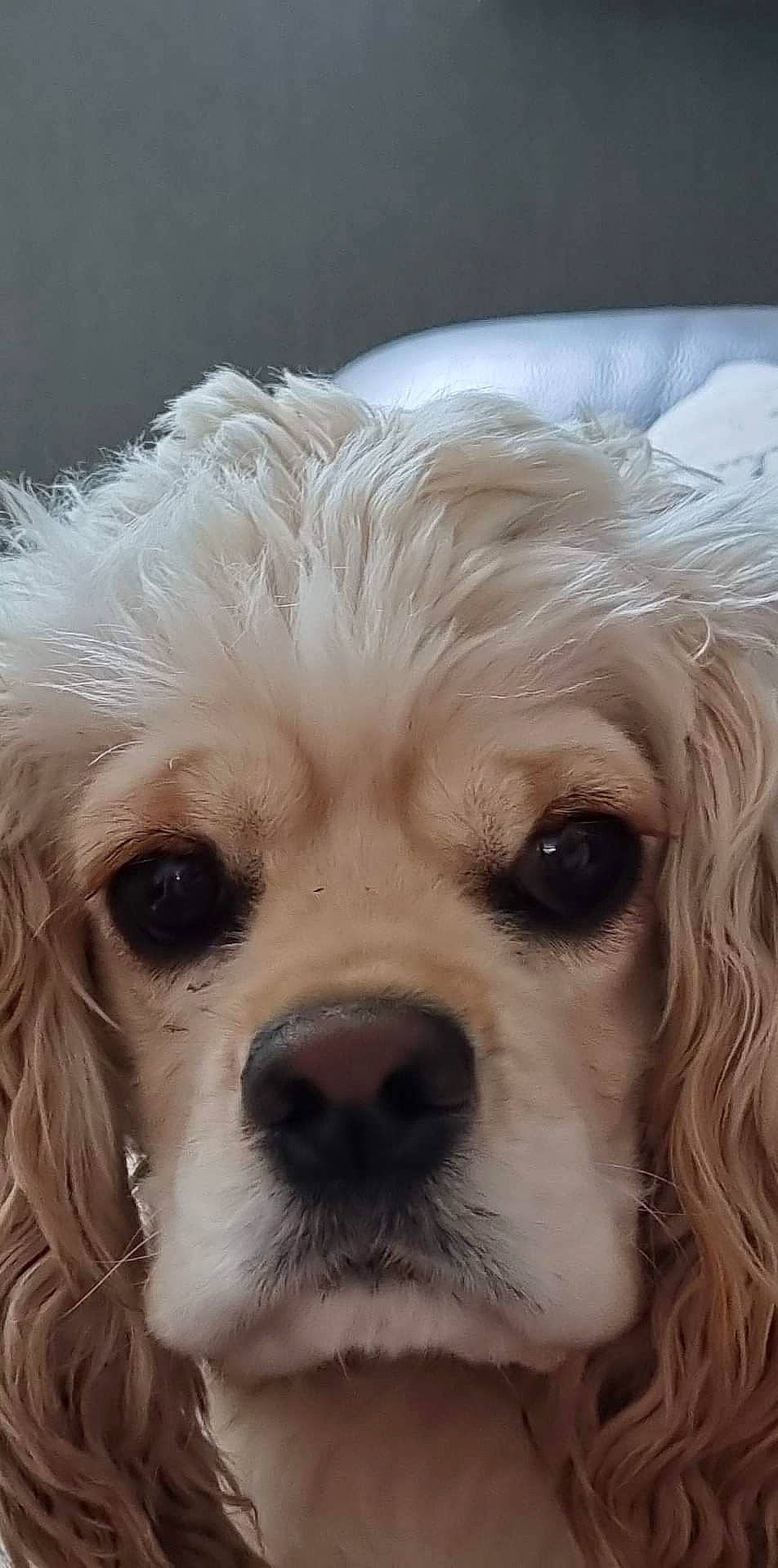 Roxy participe au concours pour gagner de l'argent avec cette photo : canidae, carnivore, close_up, companion_dog, dog, dog_breed, dog_collar, dog_supply, ear, eyelash, fawn, fur, hair, maltepoo, plant, snout, sporting_group, toy_dog, whiskers, working_animal