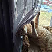 Loki is registered to the contest to win money with this photo: cat, orange_tabby, curtain, window, indoor, carpeted_cat_perch, paw, playful, relaxed, animal, pet, feline, looking, light, shadow, fabric, home, cozy, outdoor_view, backyard