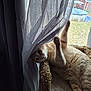 cat, orange_tabby, curtain, window, indoor, carpeted_cat_perch, paw, playful, relaxed, animal, pet, feline, looking, light, shadow, fabric, home, cozy, outdoor_view, backyard
