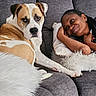 dog, person, couch, indoor, smiling, resting, pillow, blanket, fur, brown, white, black_hair, casual, relaxing, home, comfort, friendship, pet, cozy, happy