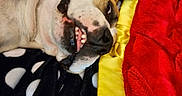 Miller is registered to the contest to win money with this photo: dog, close_up, teeth, blanket, polka_dot, yellow, red, fur, tongue, nose, sleeping, resting, pet, animal, cute, funny, expression, indoor, cozy, portrait