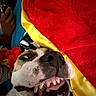 Miller joined the competition — help win amazing prizes! dog, close_up, teeth, blanket, red, yellow, candid, playful, mouth_open, pet, indoor, fur, animal, person_hand, phone, bed, fabric, smile, lying_down, casual