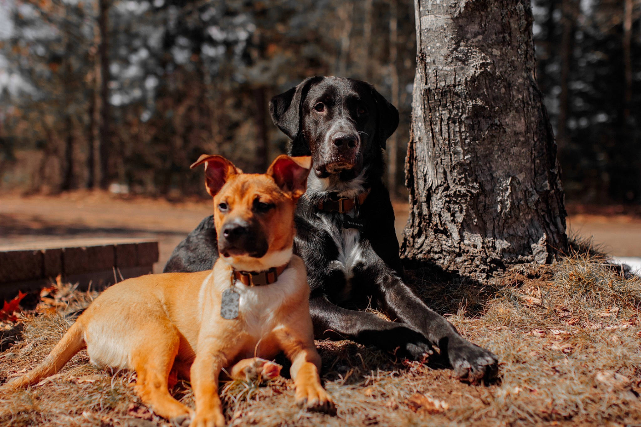 Moose joined the competition — help win amazing prizes! canidae, carnivore, companion_dog, dog, dog_breed, dog_supply, fawn, forest, guard_dog, hunting_dog, paw, plant, snout, soil, sporting_group, tail, tree, woodland, working_animal, working_dog