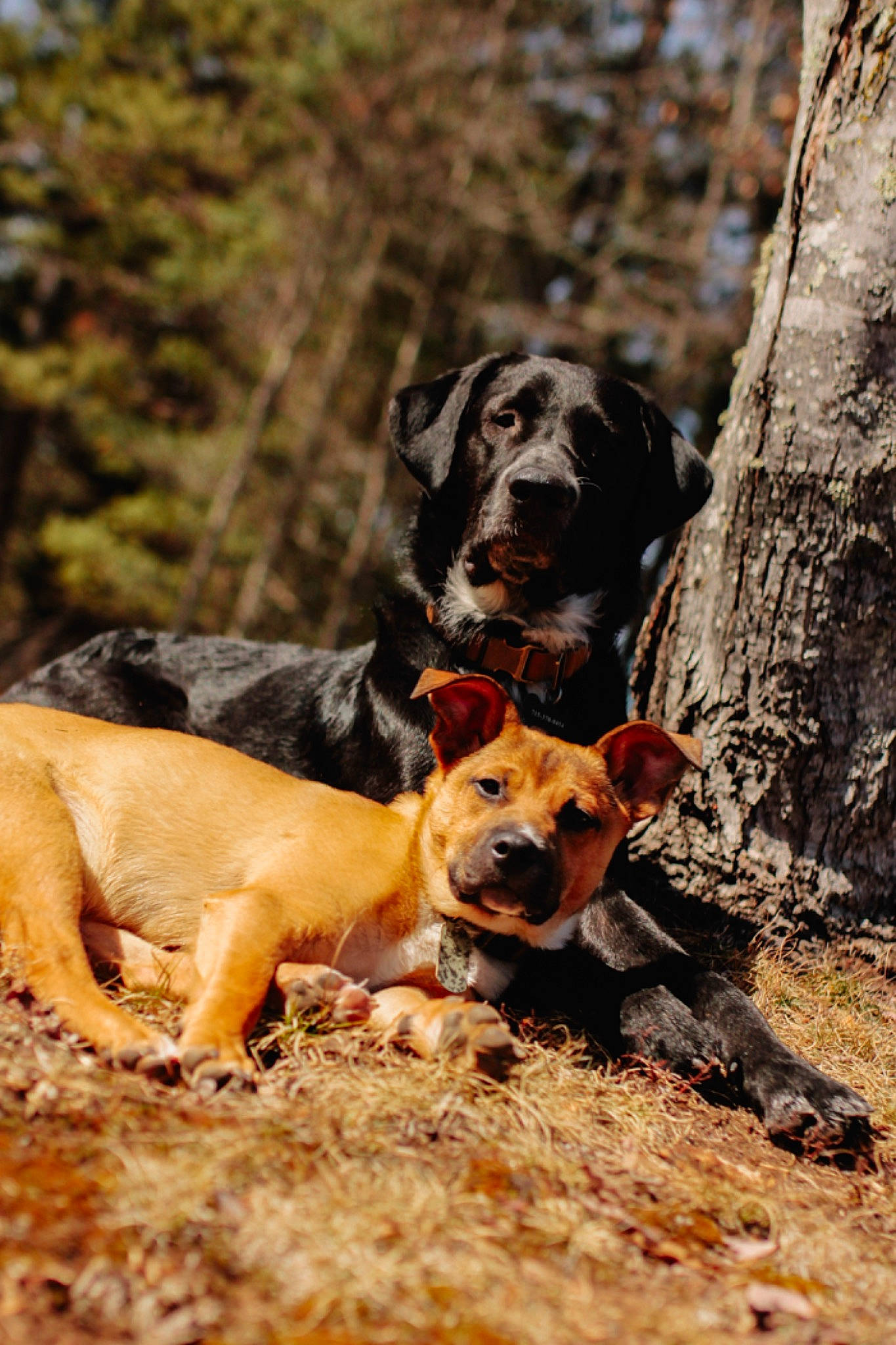 Moose is registered to the contest to win money with this photo: adventure, canidae, carnivore, companion_dog, dog, dog_breed, fawn, forest, grass, landscape, plant, snout, soil, sporting_group, terrestrial_animal, tree, trunk, walking, working_animal, working_dog