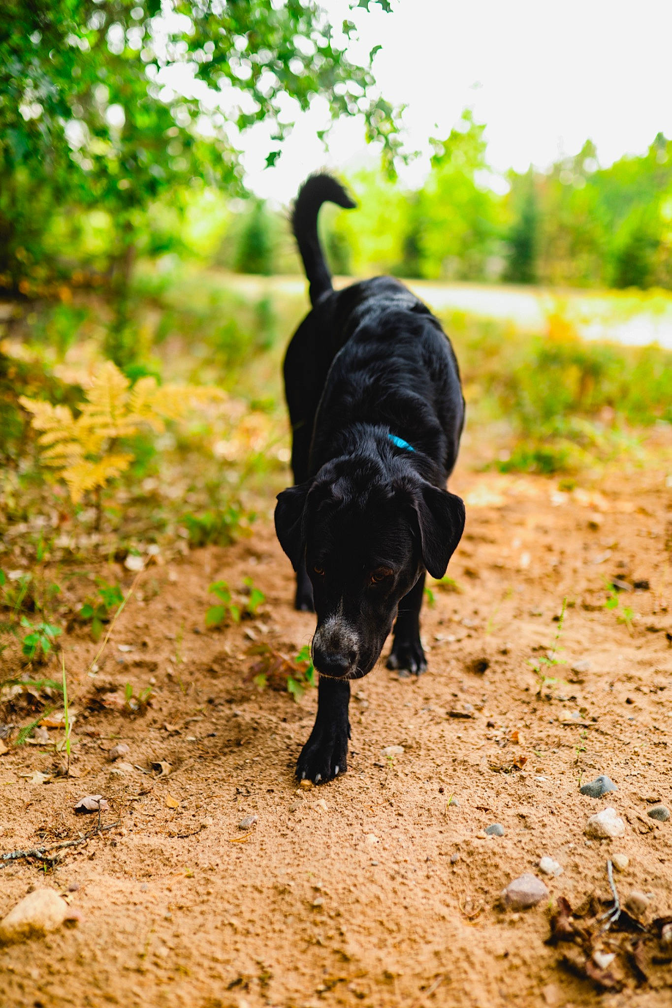 Moose is registered to the contest to win money with this photo: canidae, carnivore, companion_dog, dog, dog_breed, forest, grass, hunting_dog, plant, recreation, shadow, sky, soil, sporting_group, tail, terrestrial_animal, tree, wildlife, working_animal