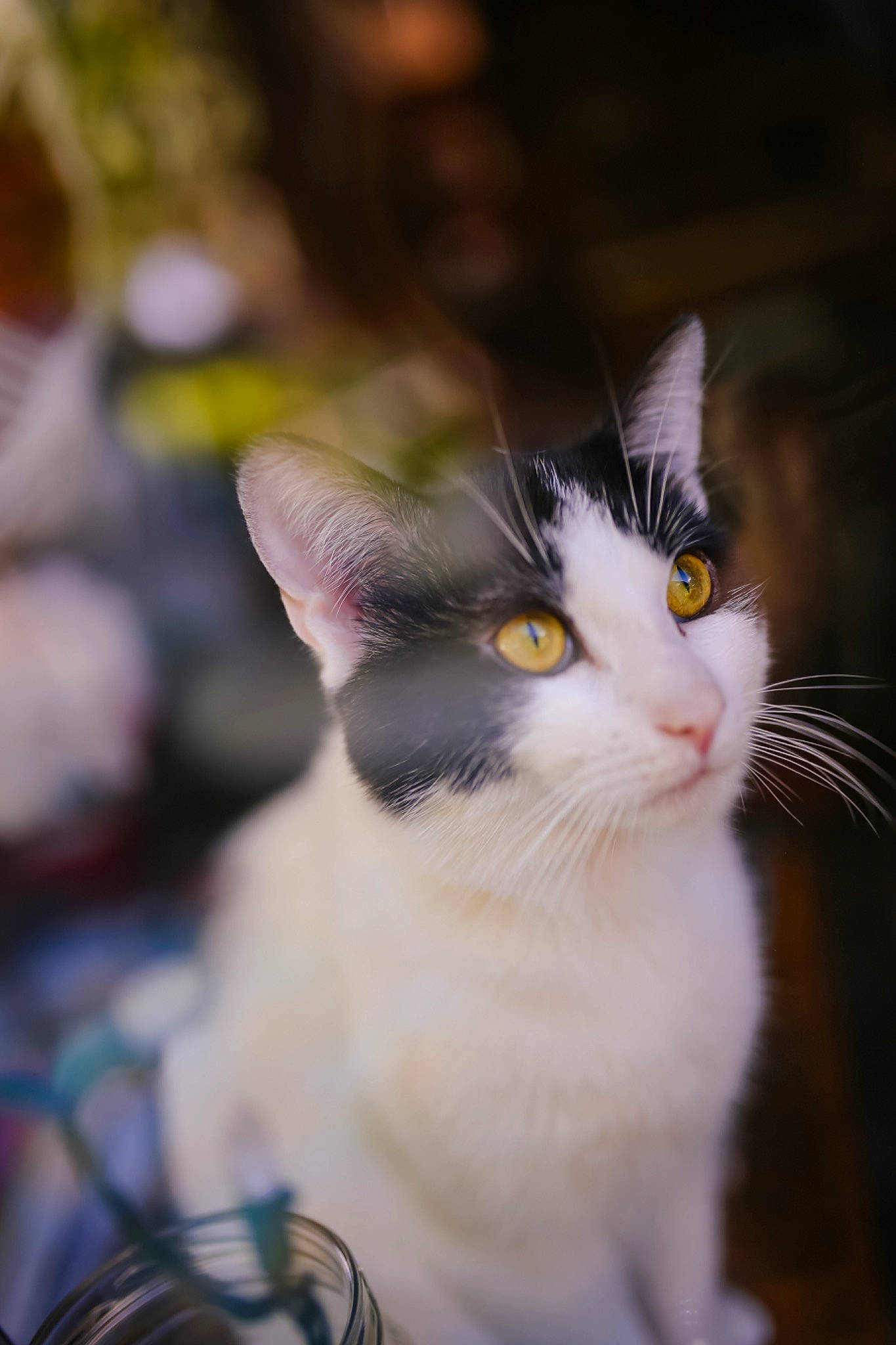 Cow is registered to the contest to win money with this photo: carnivore, cat, domestic_short_haired_cat, felidae, fur, grass, small_to_medium_sized_cats, snout, tail, tree, whiskers