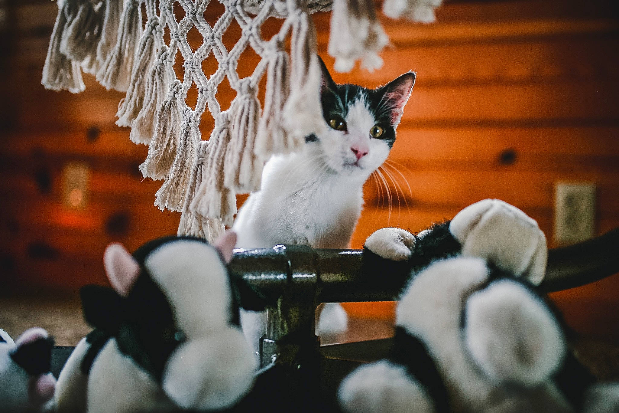 Cow joined the competition — help win amazing prizes! carnivore, cat, doily, domestic_short_haired_cat, event, felidae, fur, ornament, paw, plush, room, small_to_medium_sized_cats, stuffed_toy, tail, textile, toy, tree, whiskers, white, winter
