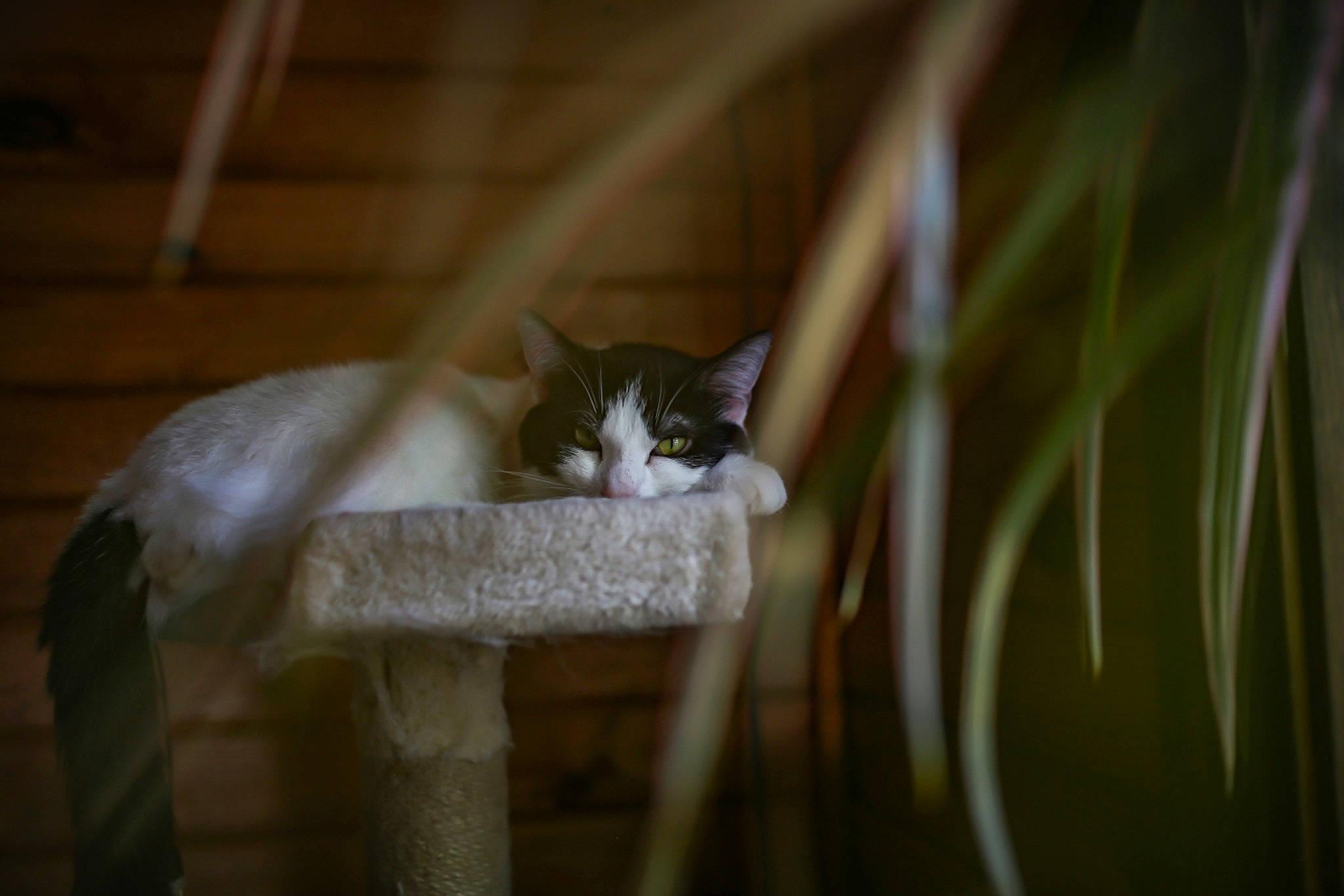 Cow joined the competition — help win amazing prizes! carnivore, cat, domestic_short_haired_cat, eye, fawn, felidae, fur, grass, hardwood, plant, plant_stem, small_to_medium_sized_cats, snout, stairs, tail, terrestrial_animal, twig, whiskers, wildlife, wood