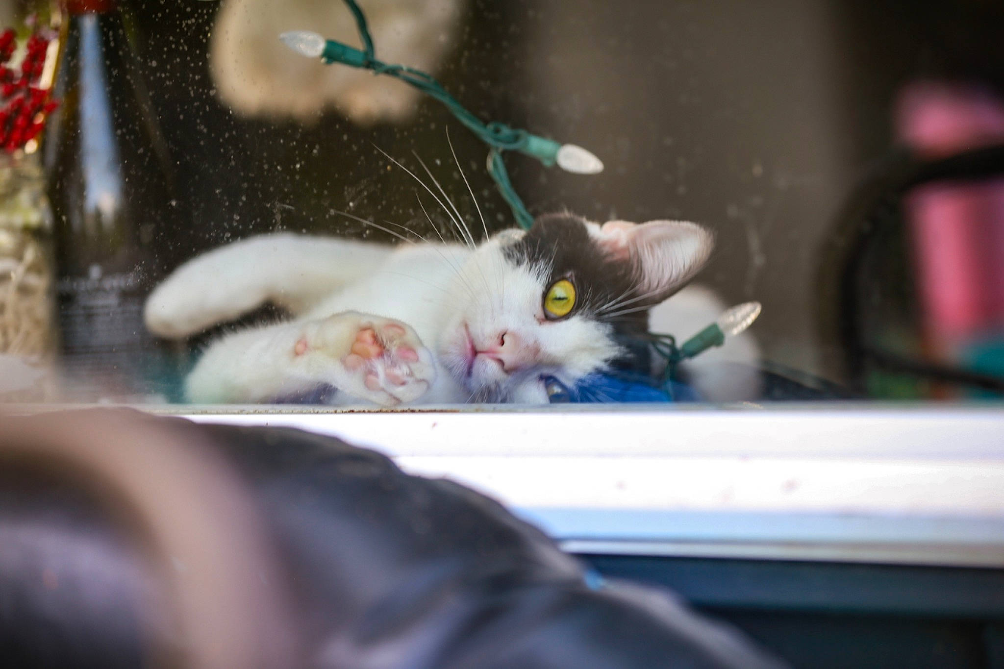 Cow joined the competition — help win amazing prizes! auto_part, automotive_lighting, automotive_window_part, carnivore, cat, claw, domestic_short_haired_cat, felidae, fur, glass, paw, small_to_medium_sized_cats, snout, tail, whiskers, window, windshield