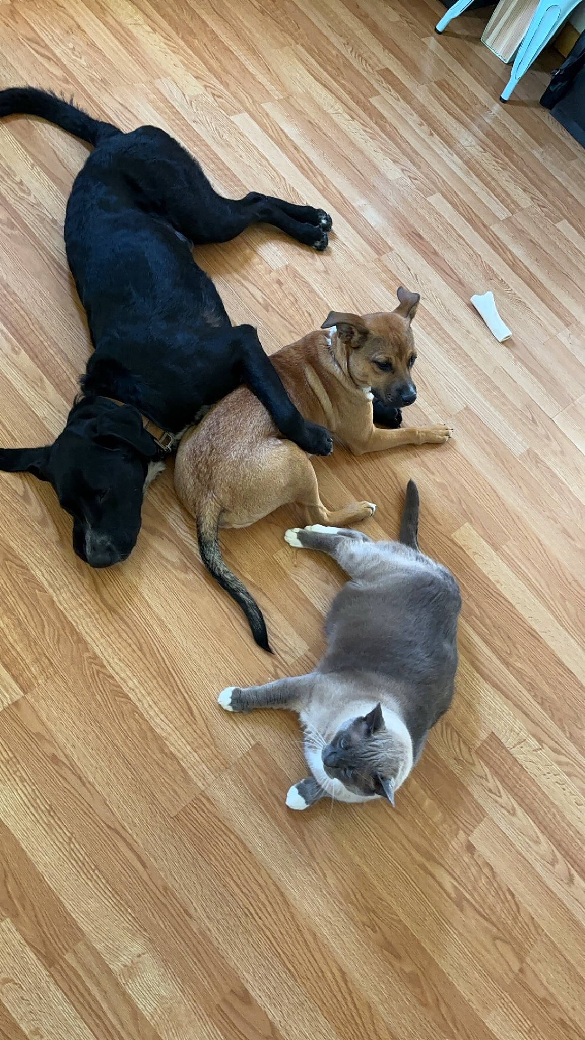 Joey is registered to the contest to win money with this photo: carnivore, companion_dog, dog, dog_breed, fawn, floor, flooring, hardwood, laminate_flooring, pack_animal, plank, snout, sporting_group, tail, terrestrial_animal, varnish, wood, wood_flooring, wood_stain, working_animal