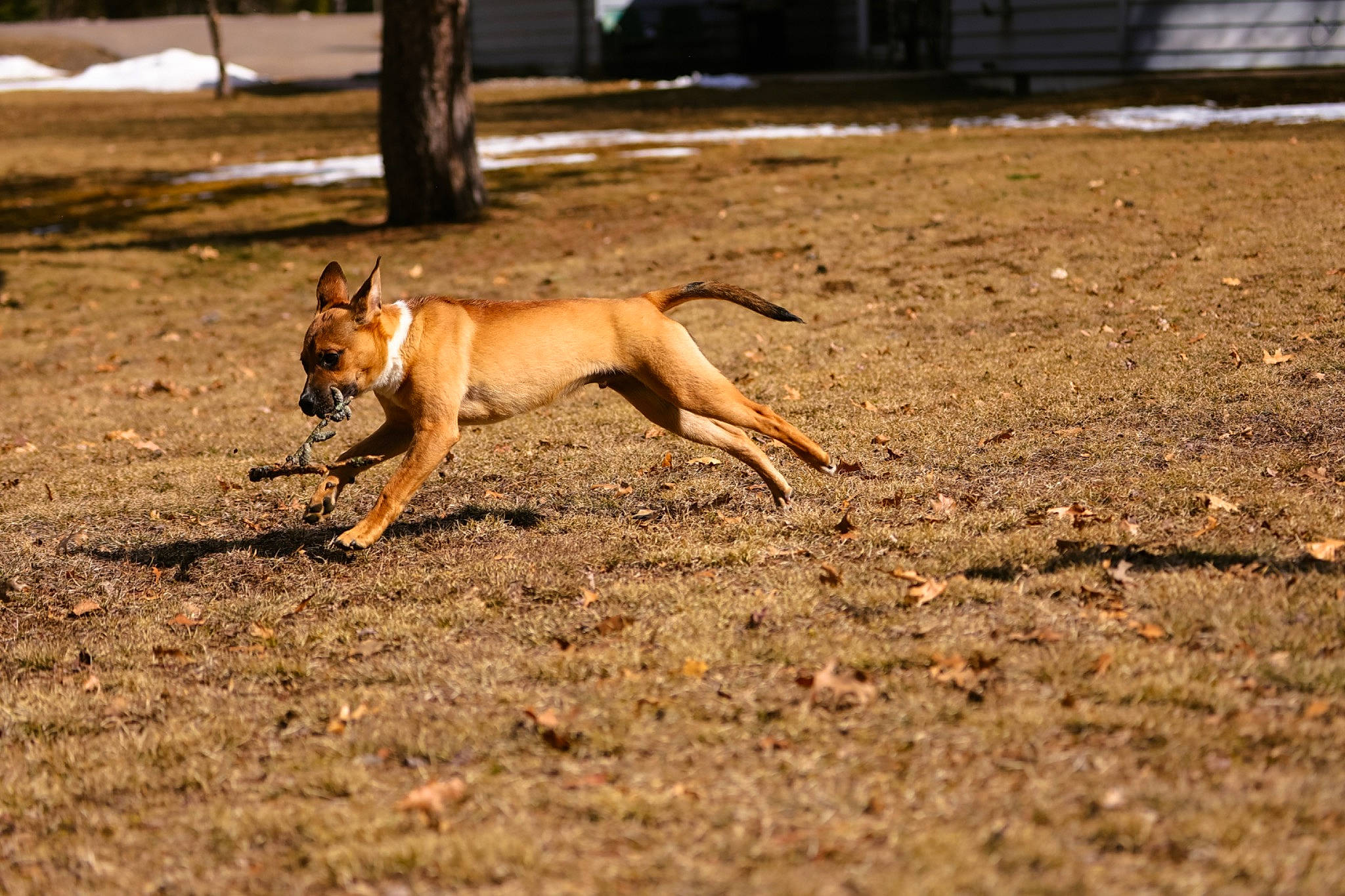 Joey is registered to the contest to win money with this photo: canidae, carnivore, companion_dog, dog, dog_breed, dog_supply, event, fawn, grass, non_sporting_group, paw, plant, shade, soil, sporting_group, tail, terrestrial_animal, tree, working_dog