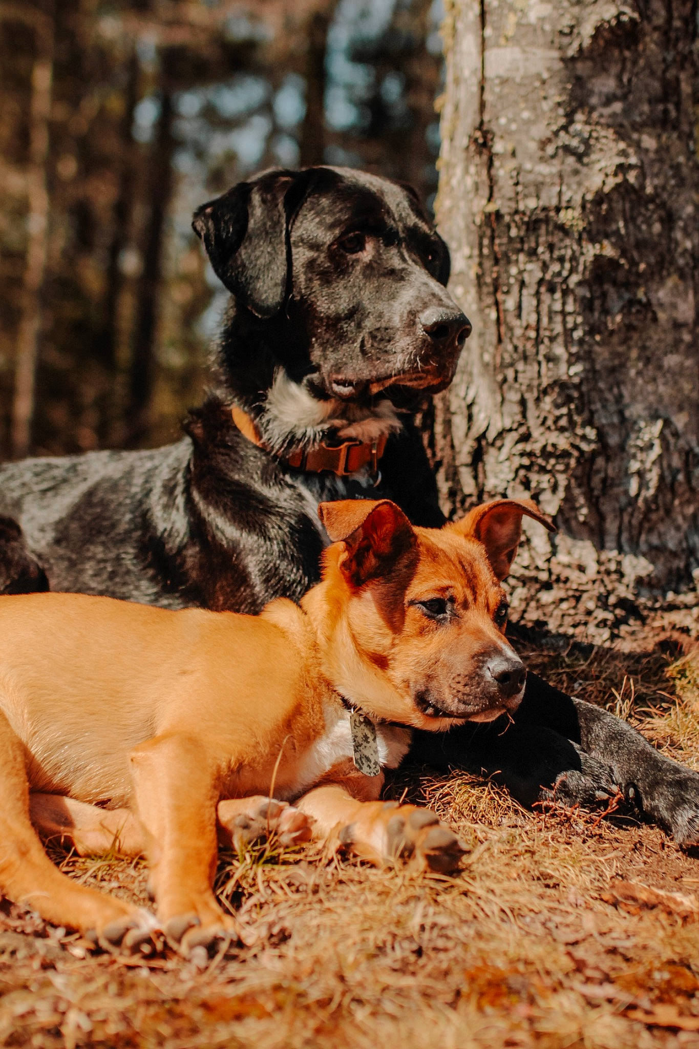 Joey joined the competition — help win amazing prizes! adventure, canidae, carnivore, companion_dog, dog, dog_breed, fawn, fur, hunting_dog, plant, snout, sporting_group, street_dog, terrestrial_animal, tree, trunk, walking, wood, working_animal, working_dog