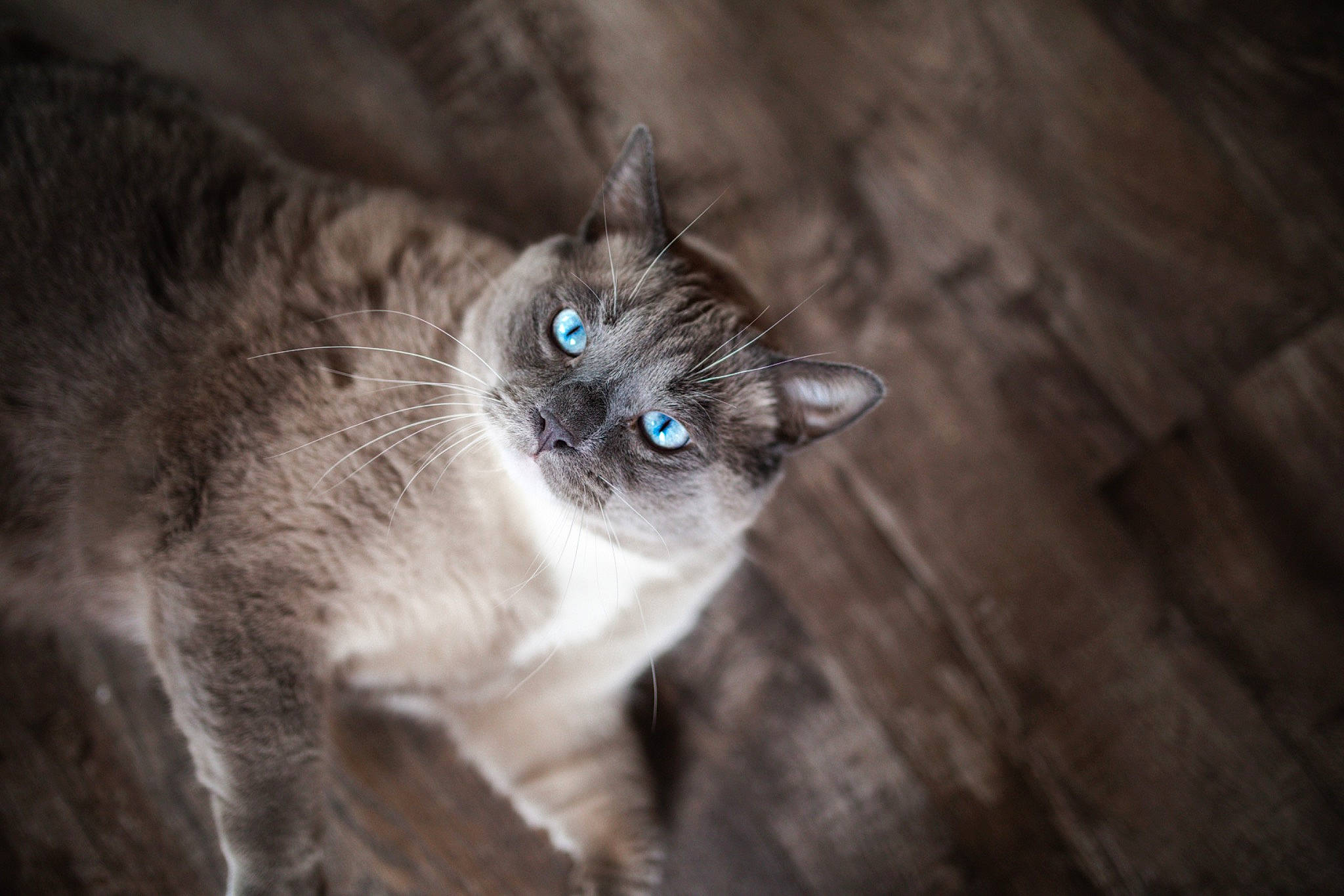 Loty joined the competition — help win amazing prizes! carnivore, cat, darkness, domestic_short_haired_cat, door, electric_blue, felidae, flash_photography, fur, grey, hardwood, monochrome_photography, sitting, small_to_medium_sized_cats, snout, tail, tree, whiskers, wildlife, wood