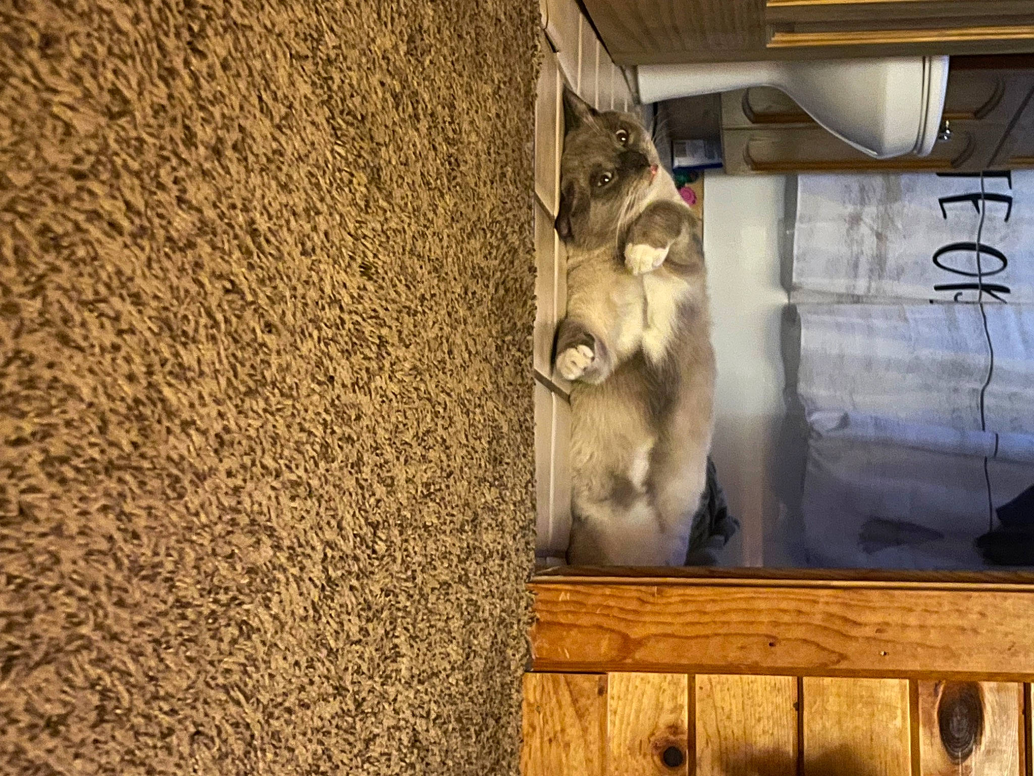 Loty joined the competition — help win amazing prizes! art, facade, felidae, fur, glass, hardwood, history, livestock, rock, room, sculpture, soil, visual_arts, wood