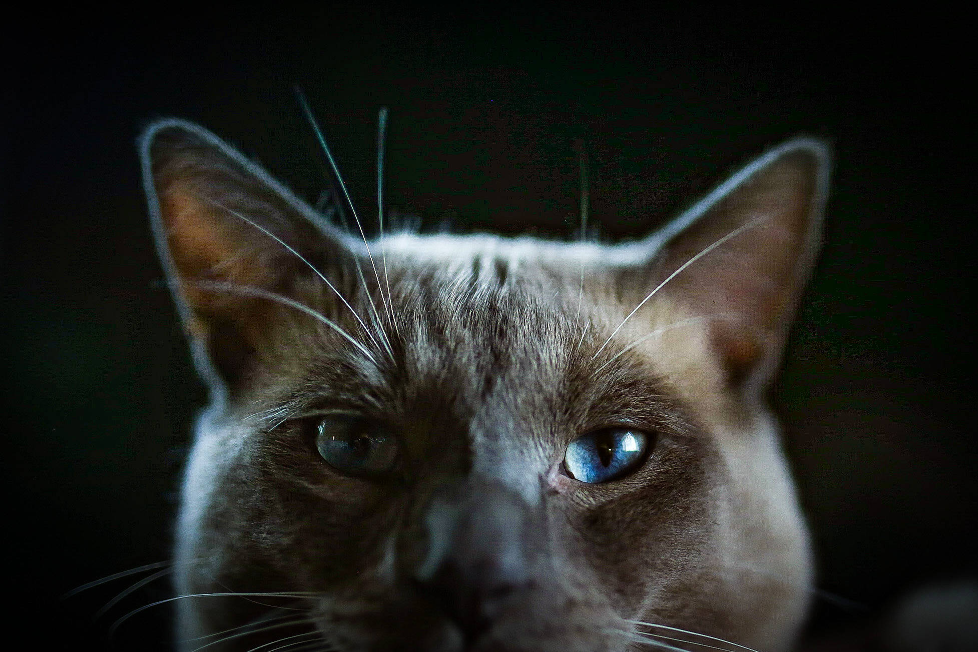 Loty is registered to the contest to win money with this photo: carnivore, cat, close_up, darkness, domestic_short_haired_cat, ear, electric_blue, eye, felidae, fur, head, human_body, macro_photography, russian_blue, small_to_medium_sized_cats, snout, terrestrial_animal, whiskers, wildlife