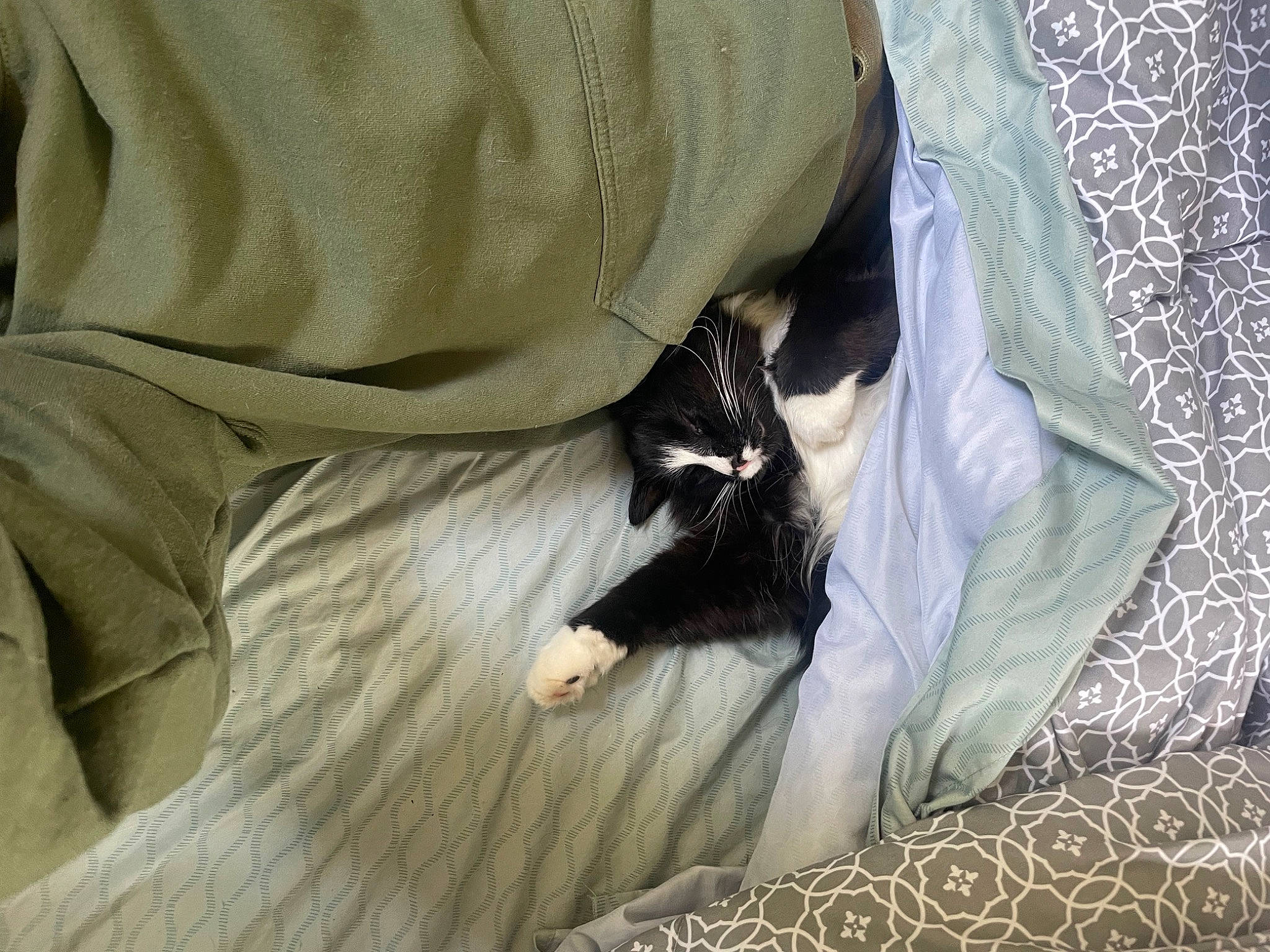 Griffin is registered to the contest to win money with this photo: bed_sheet, bedding, canidae, carnivore, cat, comfort, domestic_short_haired_cat, felidae, fur, grey, linens, nap, small_to_medium_sized_cats, tail, tints_and_shades, whiskers