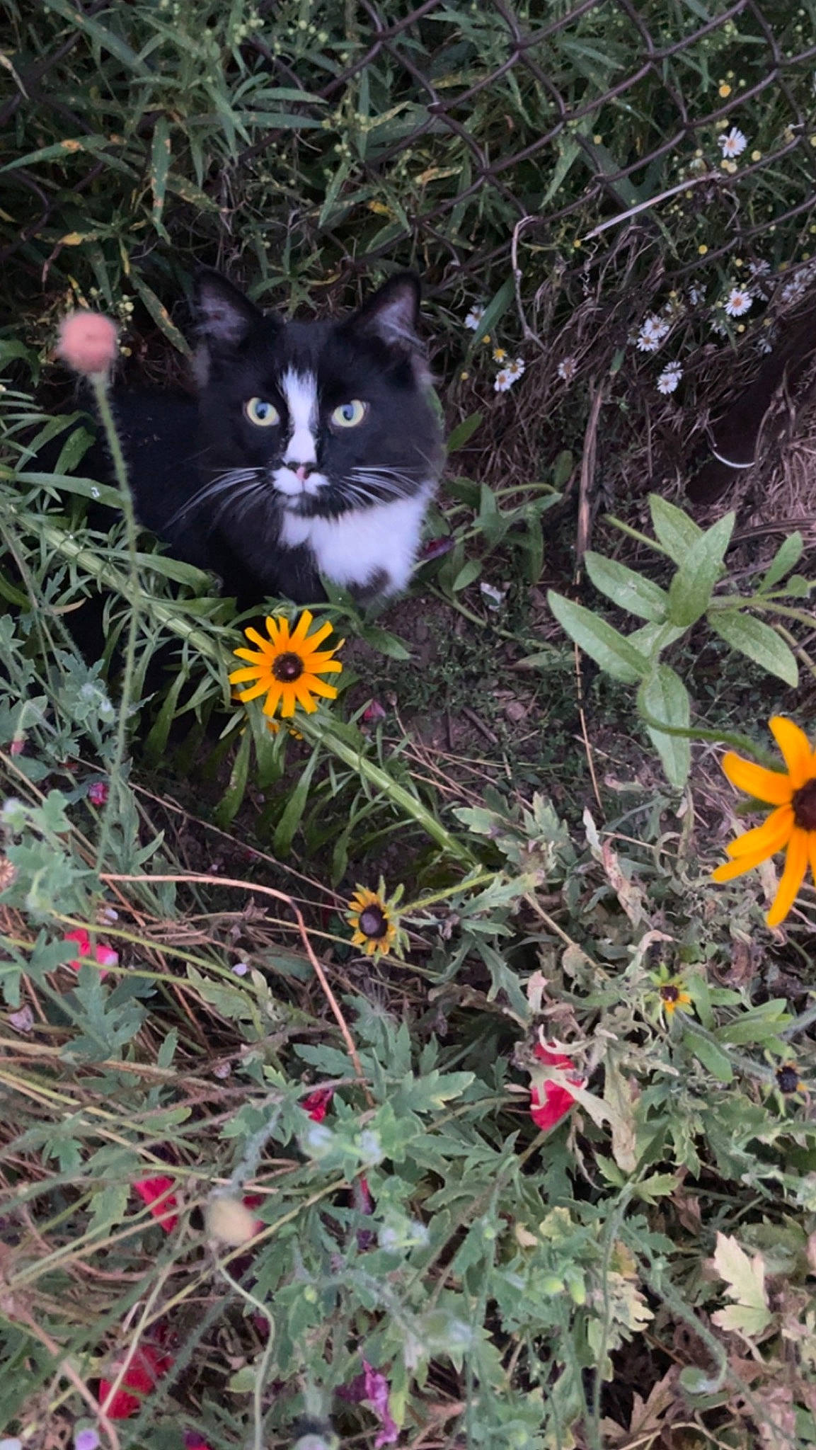 Griffin joined the competition — help win amazing prizes! annual_plant, carnivore, cat, domestic_short_haired_cat, felidae, flower, flowering_plant, fur, grass, groundcover, herbaceous_plant, petal, plant, shrub, small_to_medium_sized_cats, tail, terrestrial_plant, vertebrate, whiskers, wood