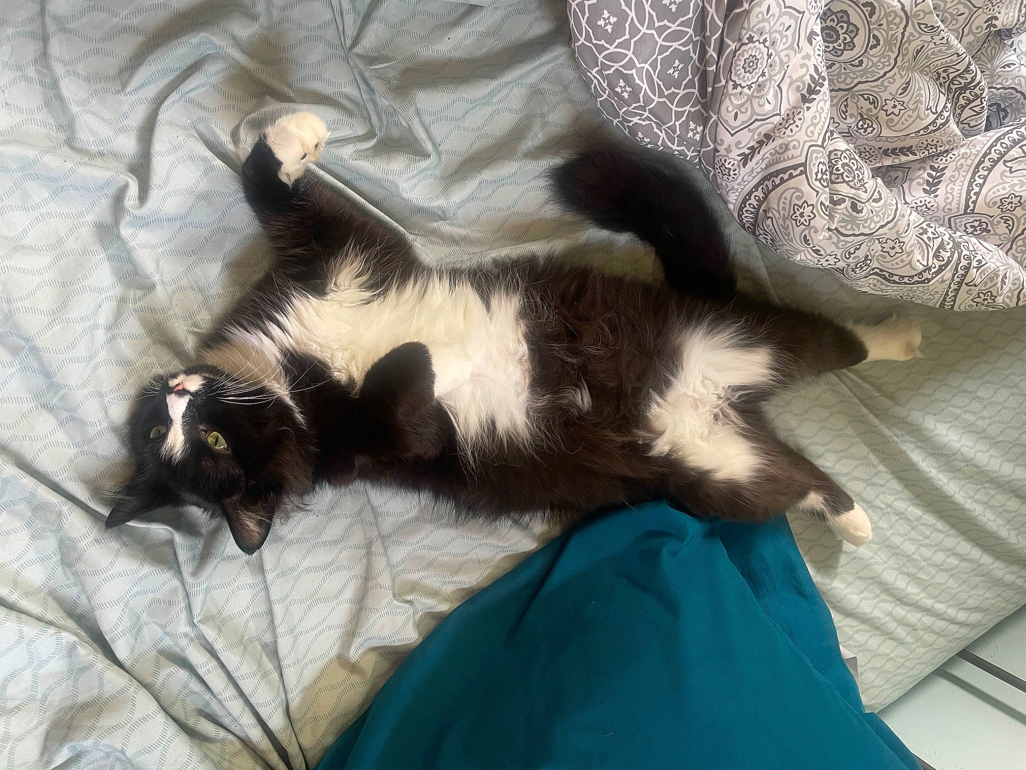 Griffin joined the competition — help win amazing prizes! black_cat, canidae, carnivore, cat, claw, comfort, dog_breed, domestic_short_haired_cat, felidae, foot, fur, human_leg, linens, nap, paw, sleep, small_to_medium_sized_cats, tail, vertebrate, whiskers