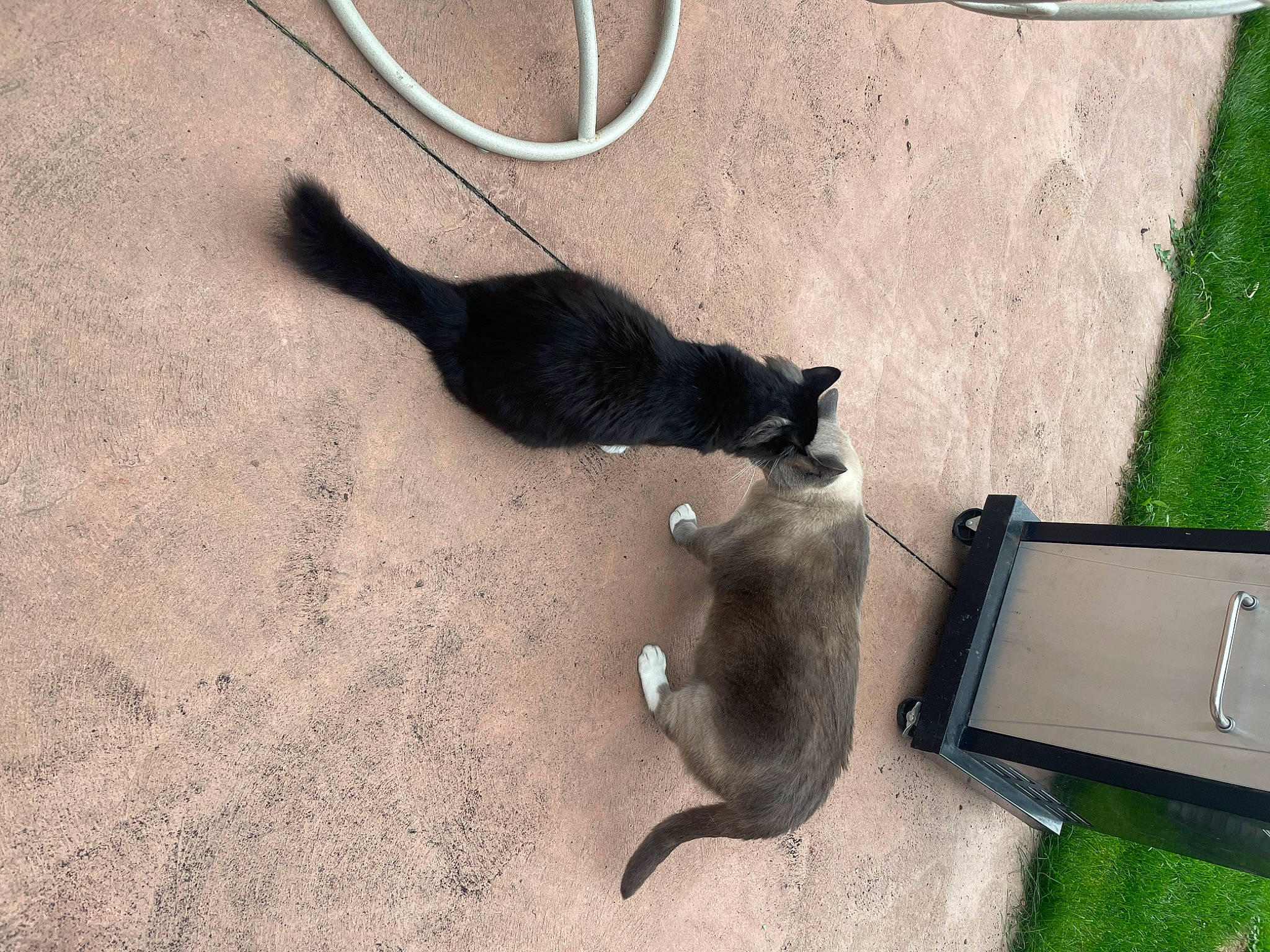 Griffin joined the competition — help win amazing prizes! asphalt, black_cat, carnivore, cat, domestic_short_haired_cat, felidae, flooring, fur, grass, green, mammal, paw, road_surface, shadow, small_to_medium_sized_cats, snapshot, tail, terrestrial_animal, vertebrate, whiskers