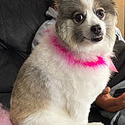 Bella joined the competition — help win amazing prizes! close_up, collar, couch, cute, dog, eyes, fluffy, fur, groomed, human_hand, indoor, living_room, paw, pet, pink_feather, pomeranian, portrait, sitting, small_dog, tail