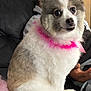 close_up, collar, couch, cute, dog, eyes, fluffy, fur, groomed, human_hand, indoor, living_room, paw, pet, pink_feather, pomeranian, portrait, sitting, small_dog, tail