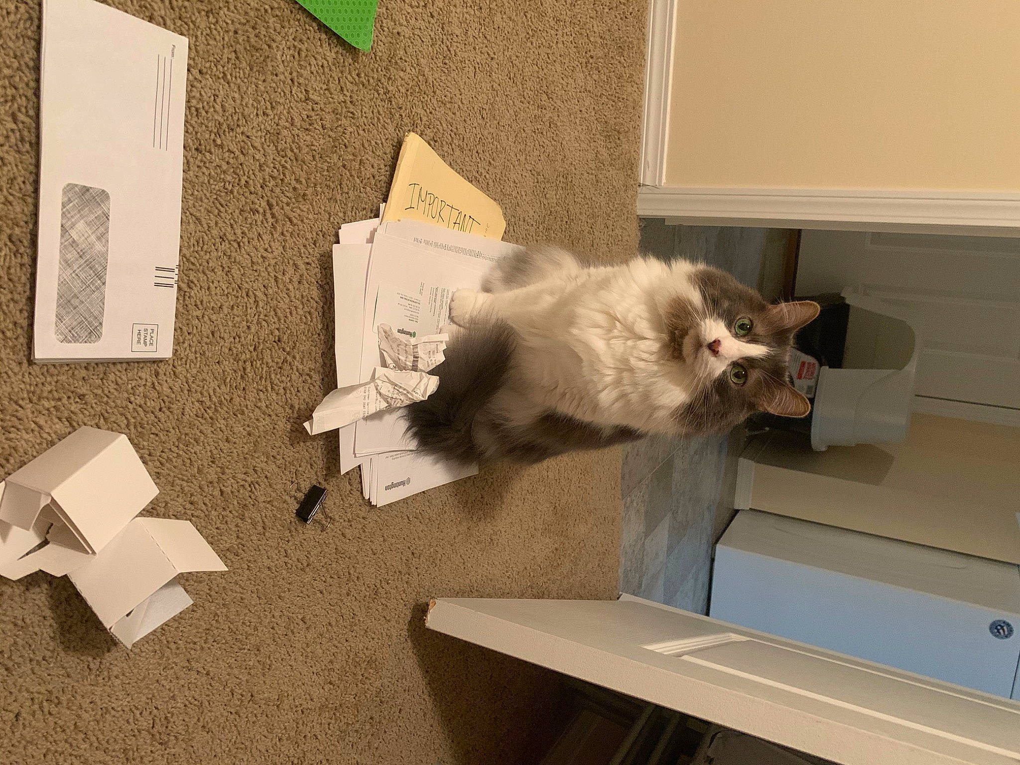 Spot joined the competition — help win amazing prizes! art, box, cardboard, carnivore, cat, comfort, companion_dog, domestic_short_haired_cat, felidae, flooring, fur, paper, paper_product, paw, room, small_to_medium_sized_cats, table, tail, whiskers, wood