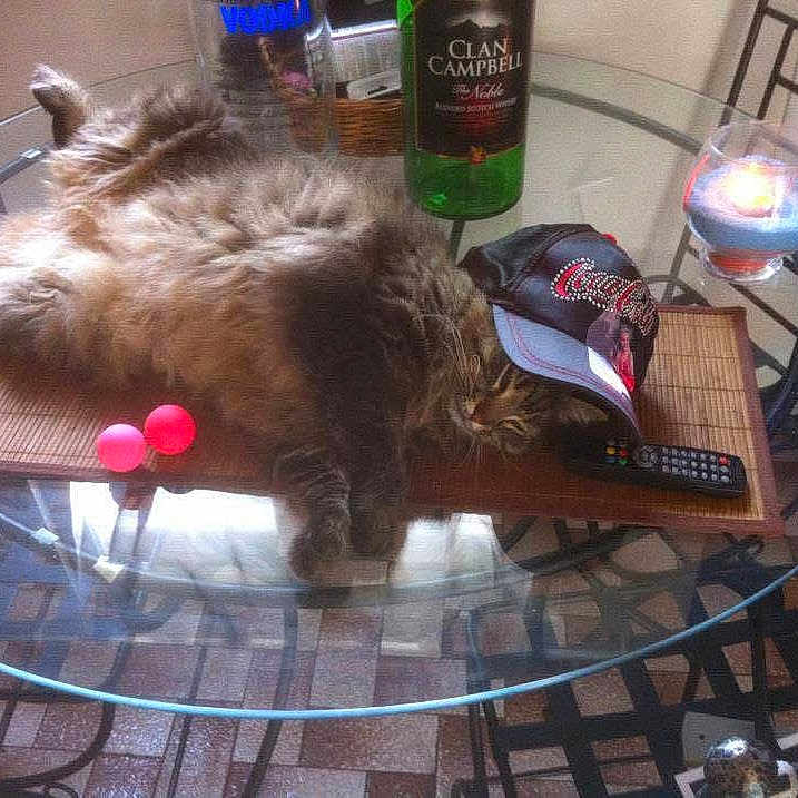 Pacha participe au concours pour gagner de l'argent avec cette photo : alcohol, animal, architecture, beer, beverage, building, cat, coffeetable, couch, diningroom, diningtable, furniture, glass, indoors, liquor, livingroom, pet, room, table, tabletop