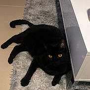 Alta a rejoint le concours — aidez-le/la à gagner de superbes lots ! black_cat, cat, pet, feline, yellow_eyes, black_fur, fluffy_rug, rug, indoor, furniture, table, paw, whiskers, portrait, looking_up, resting, cozy, home_interior, mammal, cute