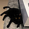 black_cat, black_fur, cat, cozy, cute, feline, fluffy_rug, furniture, home_interior, indoor, looking_up, mammal, paw, pet, portrait, resting, rug, table, whiskers, yellow_eyes
