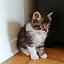 Simba participe au concours pour gagner de l'argent avec cette photo : kitten, cat, pet, animal, feline, fur, indoor, curious, small, cute, young, sitting, floor, tile, whiskers, ears, paws, domestic, side_view, household