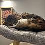 Simba a rejoint le concours — aidez-le/la à gagner de superbes lots ! cat, tabby_cat, sleeping, fur, fluffy, cat_perch, cushion, gray, lamp, wall_lamp, light, indoor, pet, resting, cozy, wooden, frame, heart, decor, peaceful