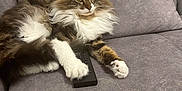 Simba participe au concours pour gagner de l'argent avec cette photo : cat, fluffy, remote_control, couch, gray, pet, animal, relaxed, indoor, feline, paw, fur, whiskers, comfort, household, resting, domestic, cute, mammal, living_room
