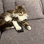 animal, cat, comfort, couch, cute, domestic, feline, fluffy, fur, gray, household, indoor, living_room, mammal, paw, pet, relaxed, remote_control, resting, whiskers