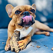 Peanut a rejoint le concours — aidez-le/la à gagner de superbes lots ! dog, french_bulldog, tongue, paw, wood, cushion, closeup, pet, animal, brown_fur, outdoor, licking, snout, cute, relaxed, focus, texture, playful, small_dog, nail