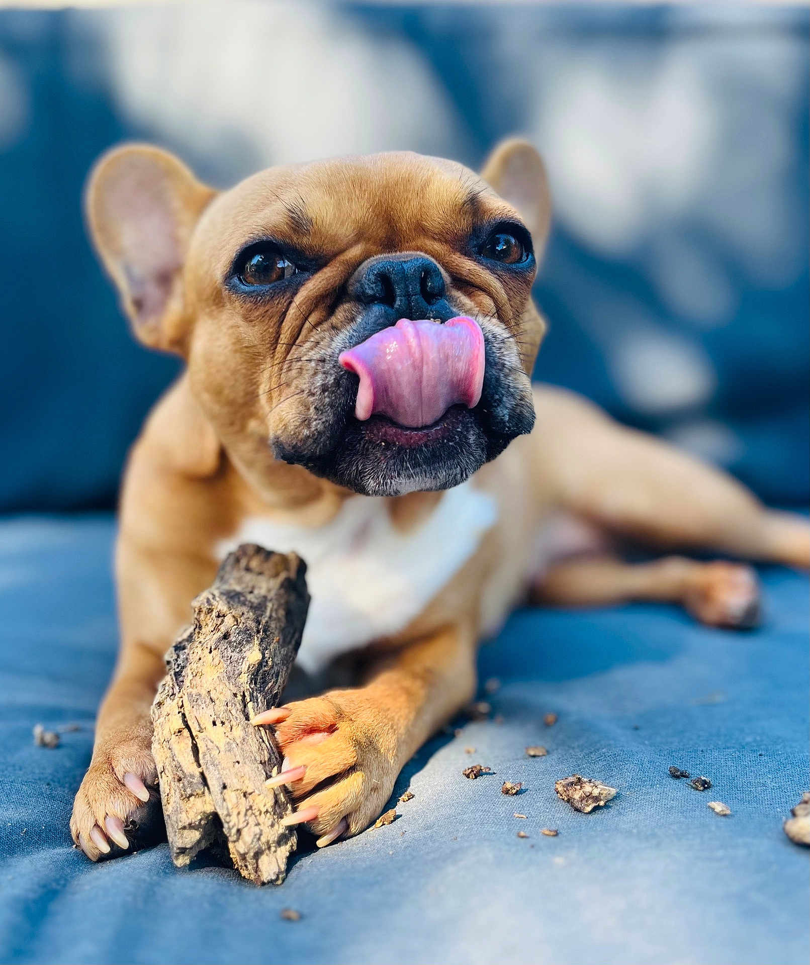 Peanut a rejoint le concours — aidez-le/la à gagner de superbes lots ! dog, french_bulldog, tongue, paw, wood, cushion, closeup, pet, animal, brown_fur, outdoor, licking, snout, cute, relaxed, focus, texture, playful, small_dog, nail