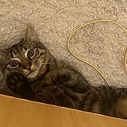 Pancake is registered to the contest to win money with this photo: animal, carpet, cat, close_up, collar, cord, curious, cute, domestic_animal, ears, fur, indoor, looking_up, lying_down, paw, pet, tabby, whiskers, wide_eyes, wood