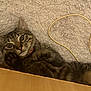 animal, carpet, cat, close_up, collar, cord, curious, cute, domestic_animal, ears, fur, indoor, looking_up, lying_down, paw, pet, tabby, whiskers, wide_eyes, wood
