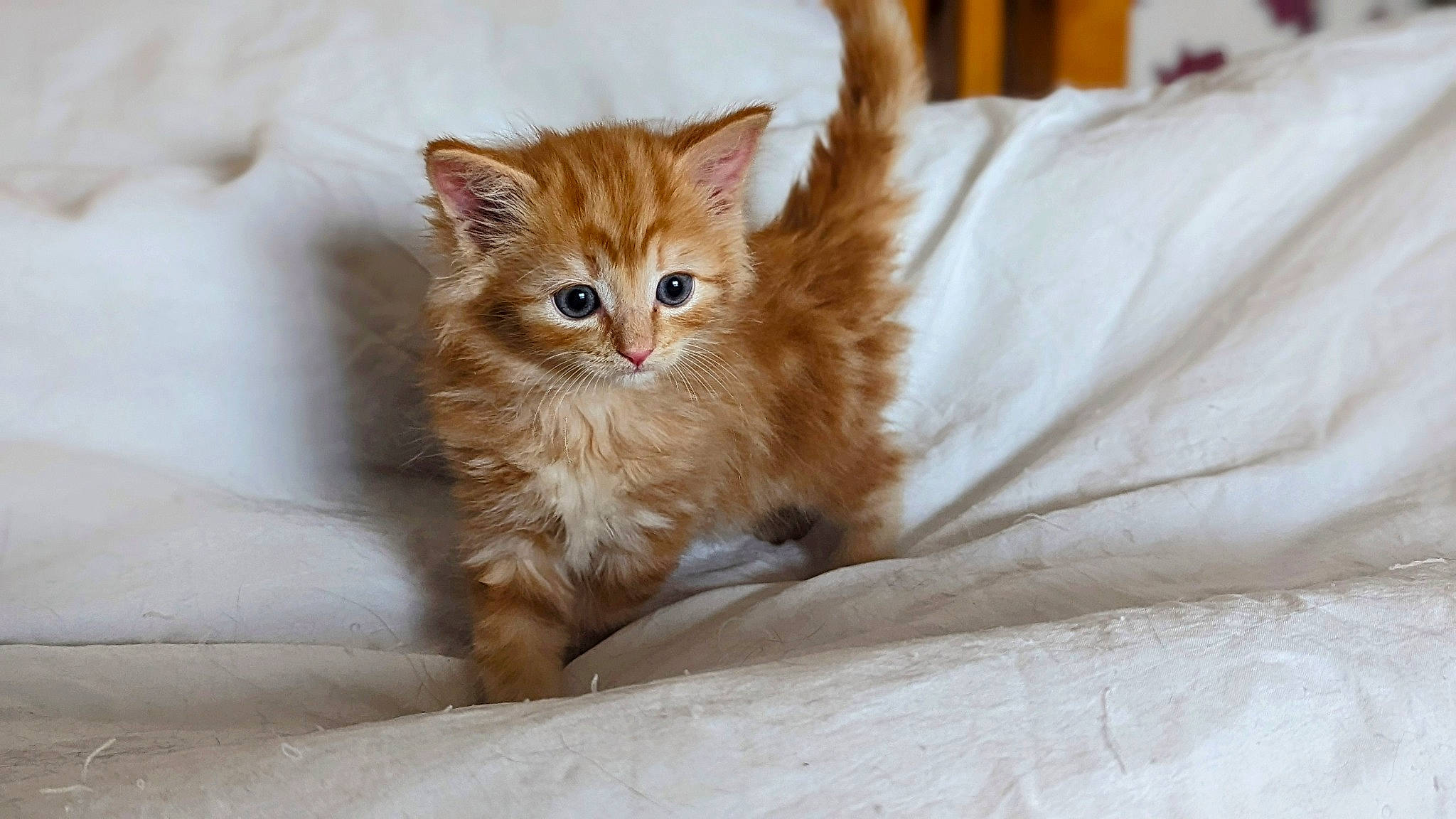 Cujo joined the competition — help win amazing prizes! carnivore, cat, claw, comfort, domestic_short_haired_cat, eye, fawn, felidae, fur, paw, sitting, small_to_medium_sized_cats, snout, tail, terrestrial_animal, whiskers, window, wood