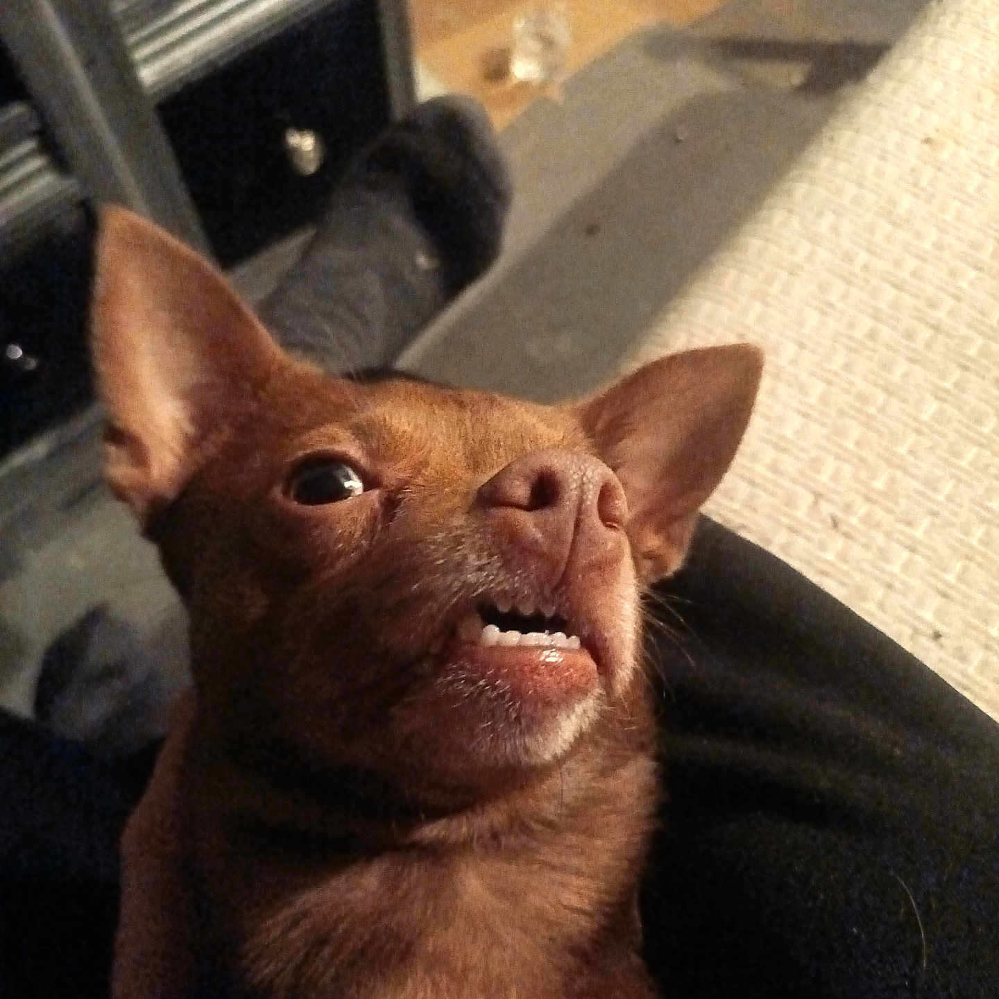 Baby is registered to the contest to win money with this photo: abyssinian, animal, bodypart, bulldog, canine, cat, chihuahua, dog, frenchbulldog, hound, husky, indoors, mouth, person, pet, pitbull, puppy, snout, terrier, whitedog