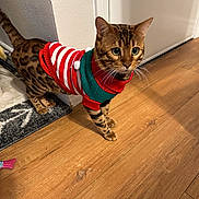 Leo joined the competition — help win amazing prizes! cat, bengal_cat, pet, animal, indoor, wooden_floor, sweater, red, white, green, striped, door, curious, whiskers, fur, domestic_cat, four_legs, tail, alert, home