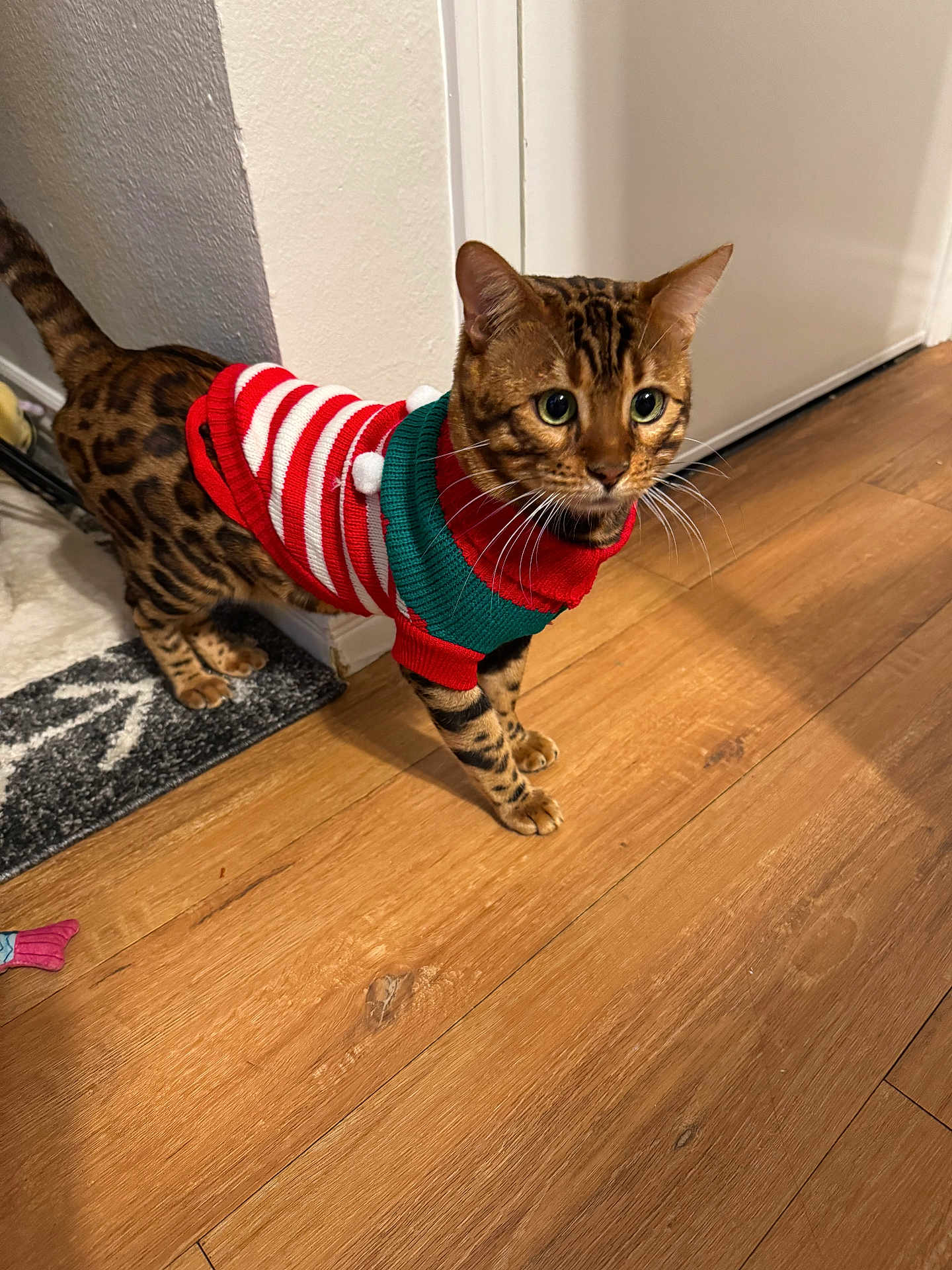 Leo joined the competition — help win amazing prizes! cat, bengal_cat, pet, animal, indoor, wooden_floor, sweater, red, white, green, striped, door, curious, whiskers, fur, domestic_cat, four_legs, tail, alert, home