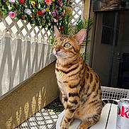 Louiebear is registered to the contest to win money with this photo: cat, bengal_cat, table, can, diet_coke, flowers, artificial_flowers, sunlight, shadow, green_eyes, pet, indoor, decor, furniture, wall, pattern, plant, relaxing, animal, portrait